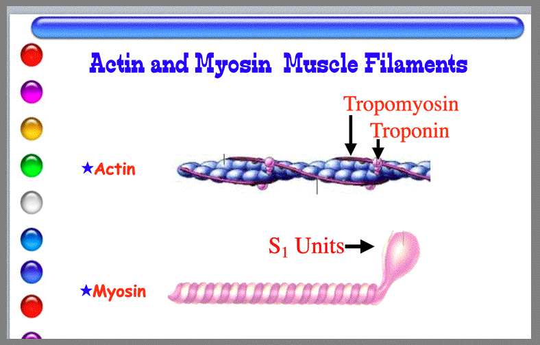 Actin And Myosin Proteins